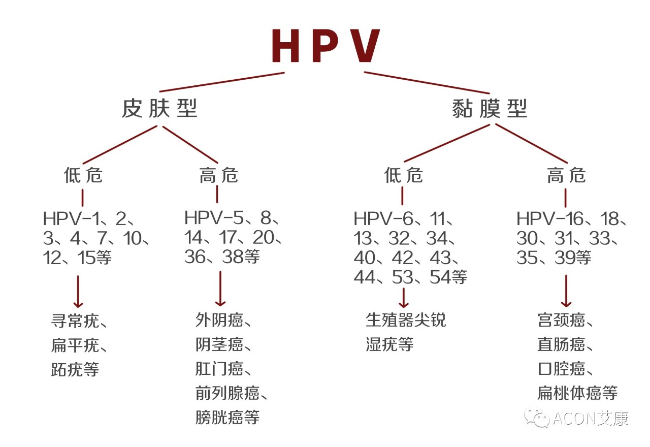 HPV疫苗有必要打嗎？二價(jià)、四價(jià)、九價(jià)要如何選擇！
